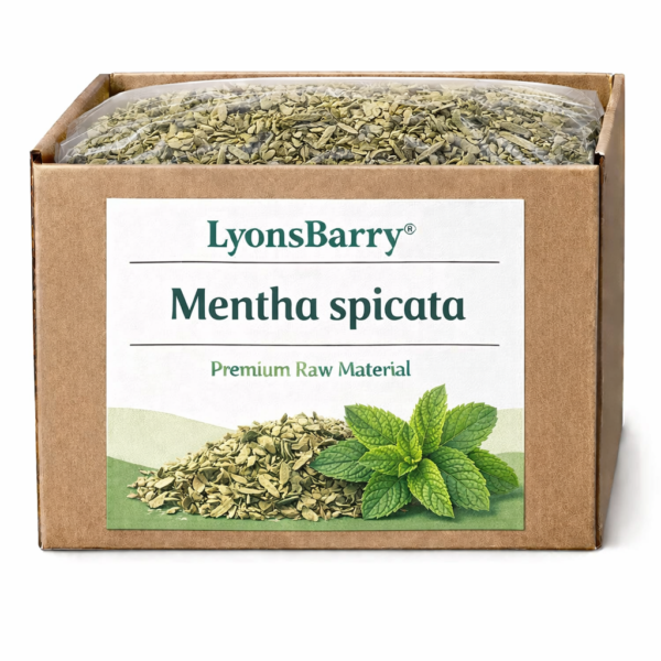 Mentha spicata (OEM/ODM)